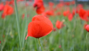 Poppies