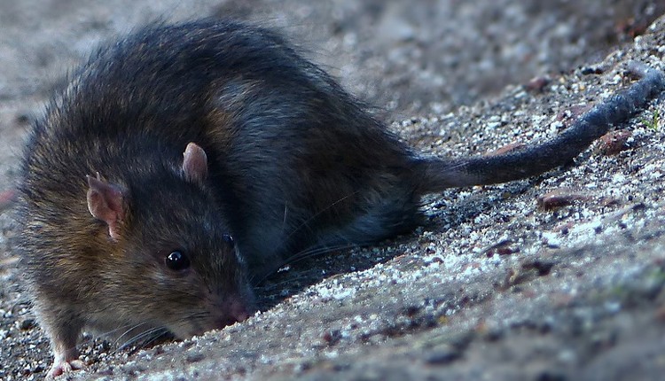 Rat