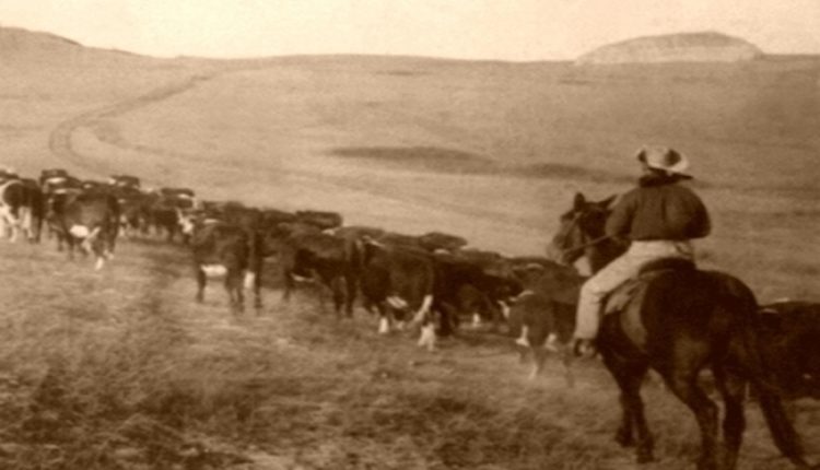 Cattle Industry